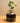 Godzilla Syngonium - Rare - Medium Open Terrarium